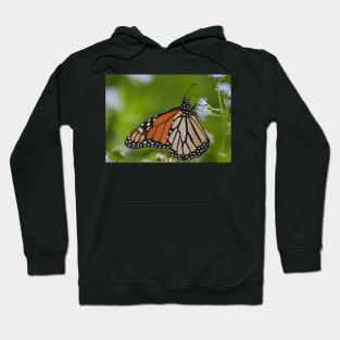 Butterfly Magic Hoodie